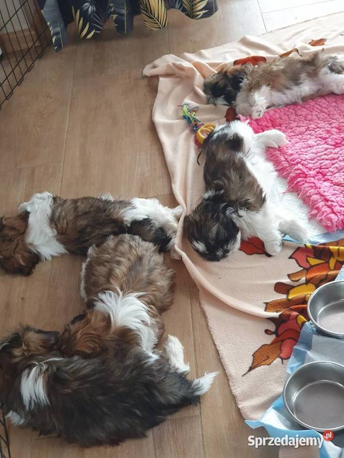 Szczeniaki shih tzu z rodowodem Mszana Dolna