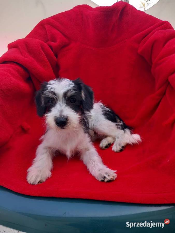 Cudowna niunia Morkie maltanczykyork biewer Warszawa