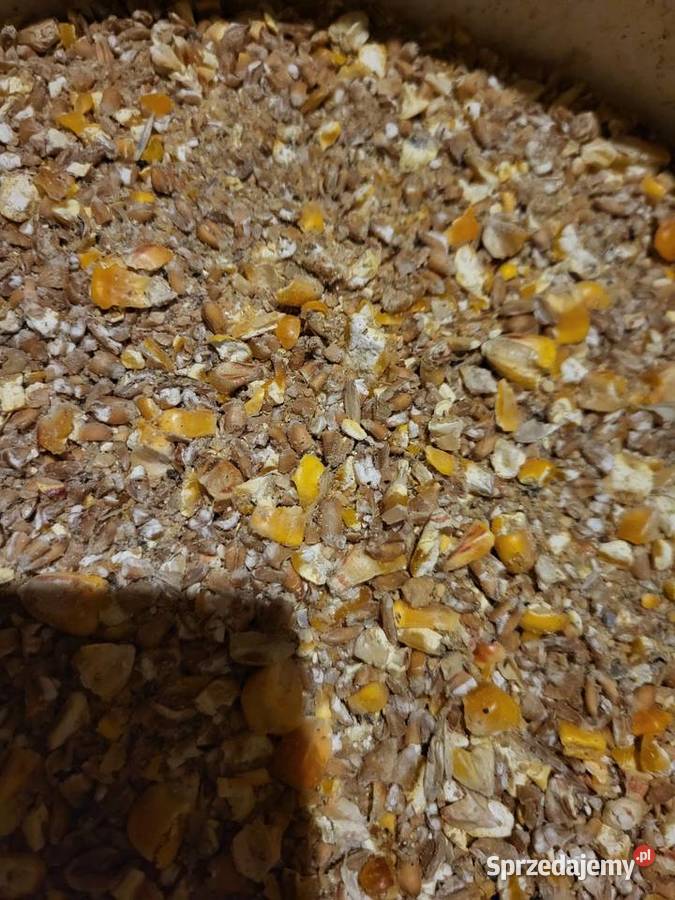 Kukurydza pszenica gnieciona walcowniagniotownik Mikołów