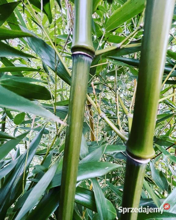 Bambus Phyllostachys Nuda Filostachys Nagi 3l Szczyglice