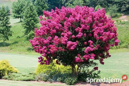 Lagerstroemia Indica BEZ POŁUDNIA Poznań sprzedam