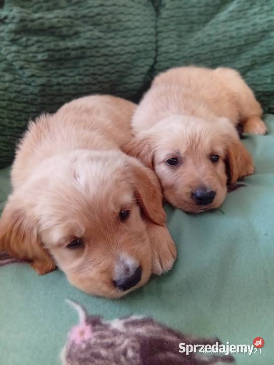 Golden retriever szczeniaki pieski Rusinowo