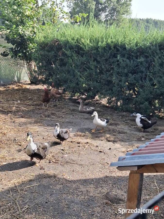 Kaczki lubelskie