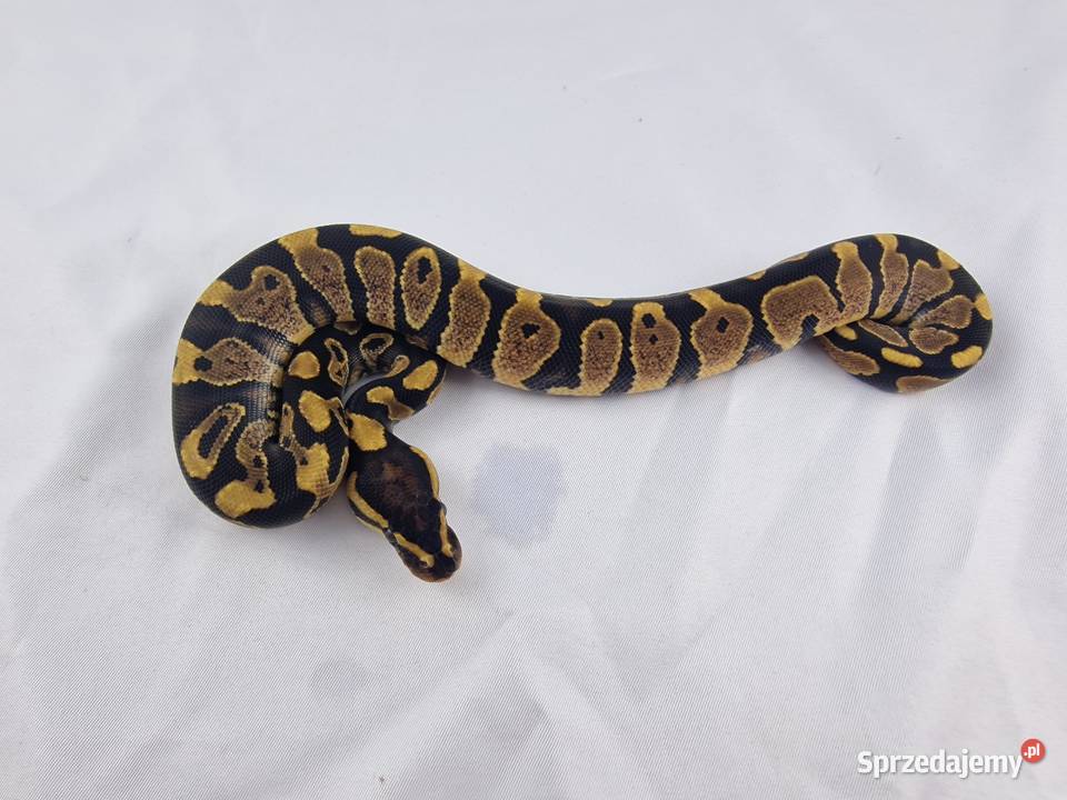 Wąż pyton królewski python regius samica Wrocław