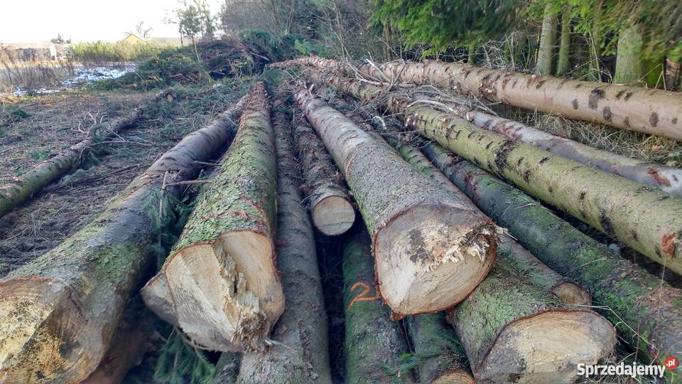 drewno tartaczne dłużyca kłody świerkowe Spiczyn