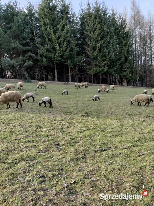 Owce barany czarnogłówki owca Baran tryk tryki