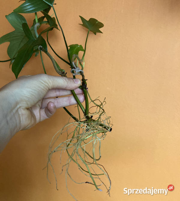 Zestaw sadzonek Philodendron filodendron pedatum Kraków