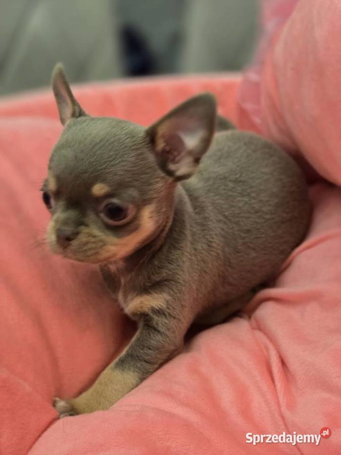 Chihuahua Liliowa podpalana XXS śląskie Bielsko-Biała
