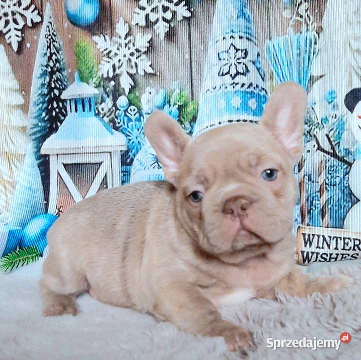 Buldog francuski chlopak isabela Pabianice