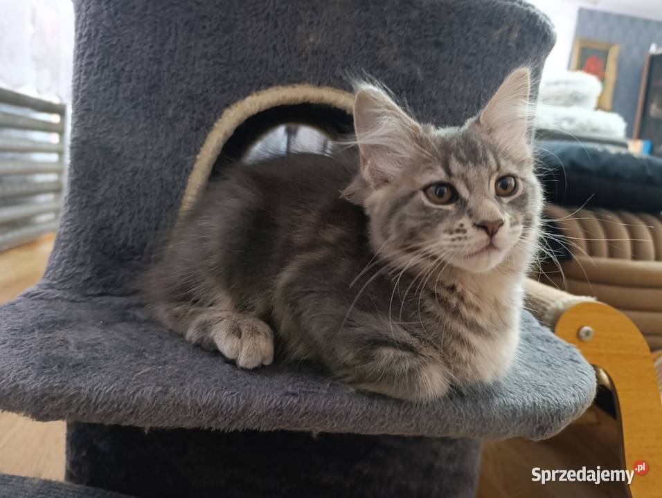 Maine coon Krasnystaw sprzedam