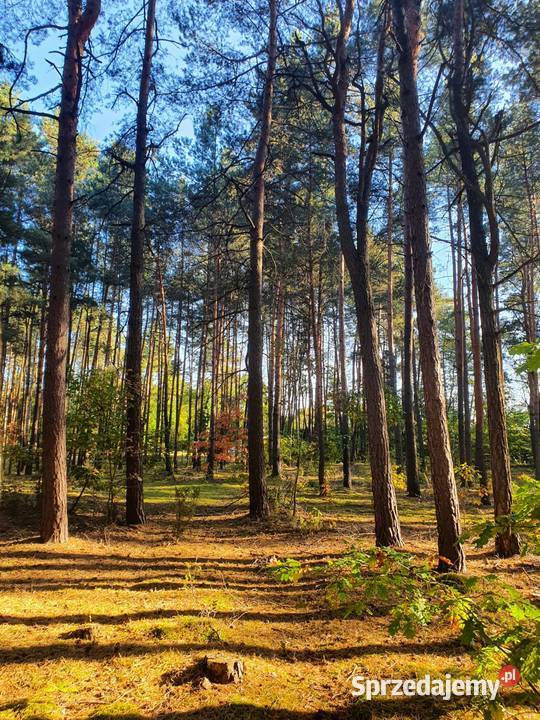 Działka leśna 5600m 90 Warszawy Sprzedaż Sprzedaż Kostrzyn