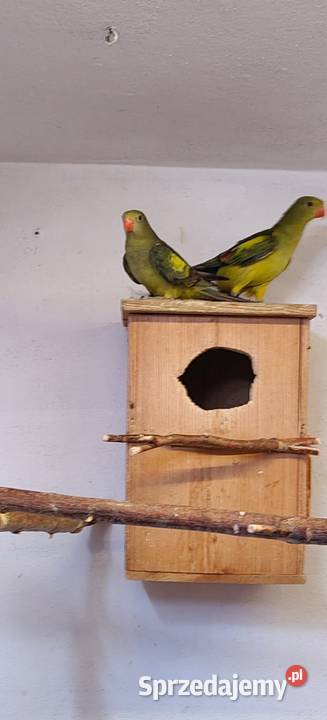 Sprzedam papugi górskie i kozy Świerklany