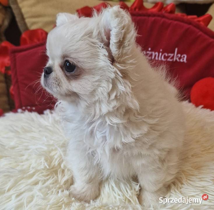 Chihuahua mini mini chłopczyk zachodniopomorskie Złocieniec