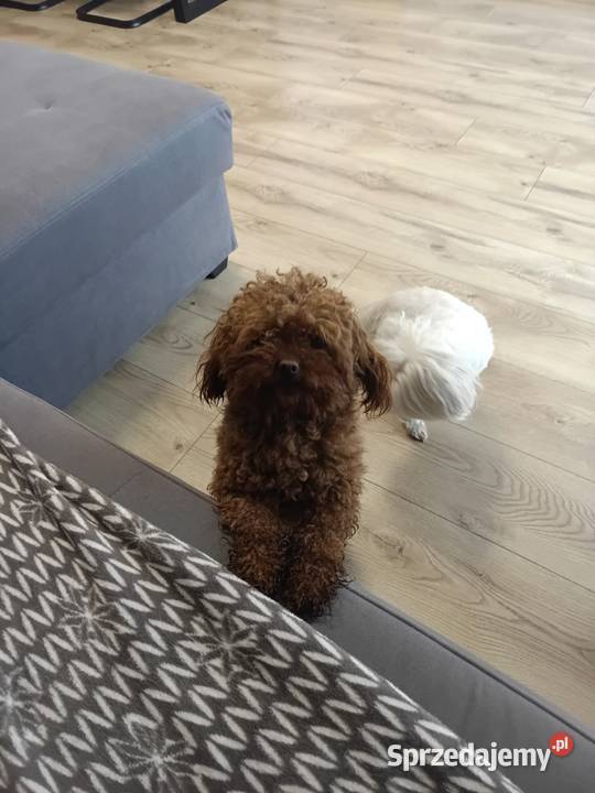 Maltipoo Pudel Toy szczeniaki Mini Już do podkarpackie Rzeszów