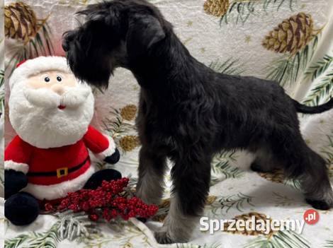 Sznaucer miniaturowy