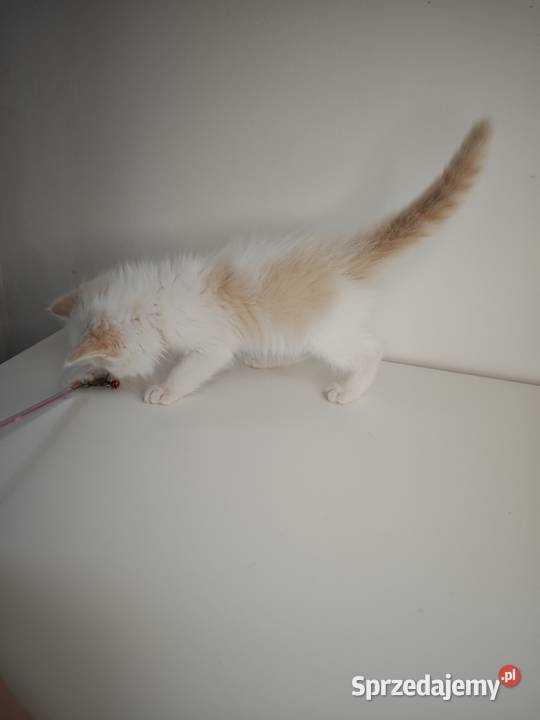 Ragdoll Kocięta