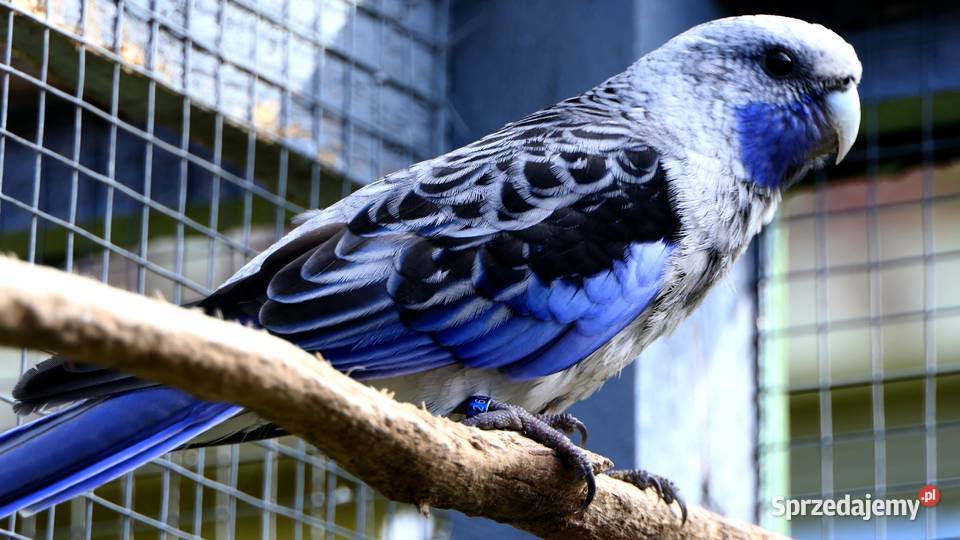 Rozella królewska niebieska Zelów sprzedam