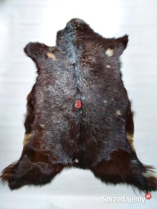 Skóra z Kozy XXL Dekoracyjna Naturalna Skóry małopolskie Szaflary