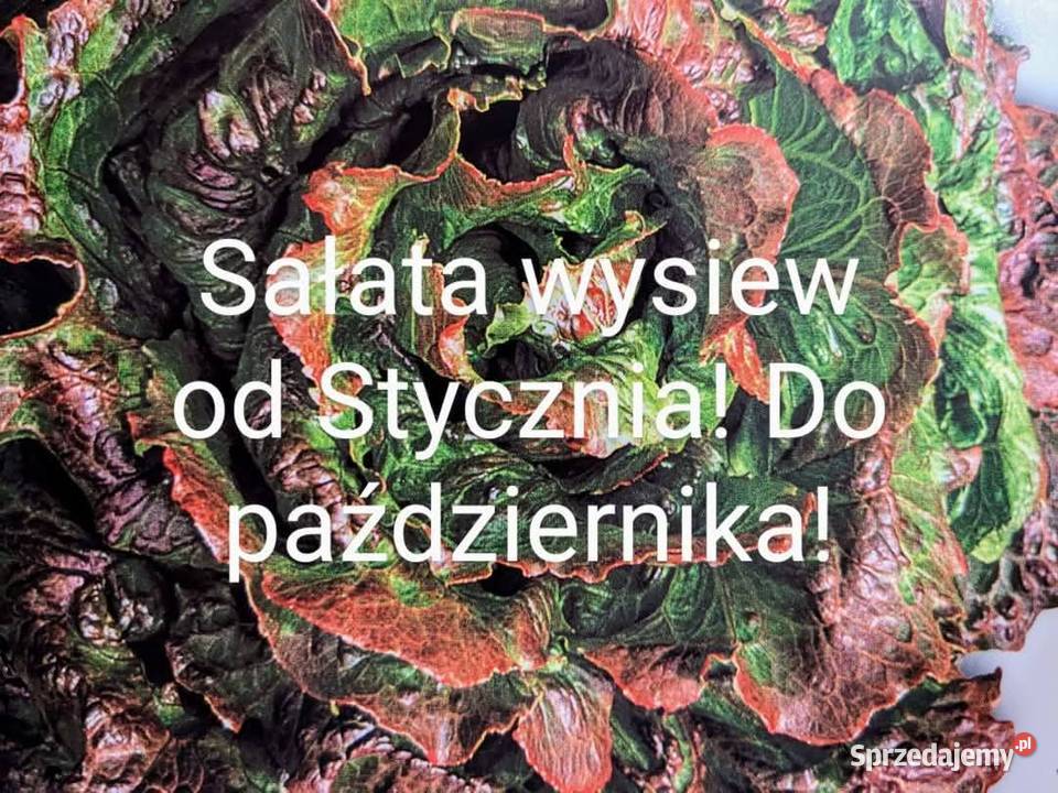 Salata lodygowa nasiona świata 30 gatunkow Kraków sprzedam