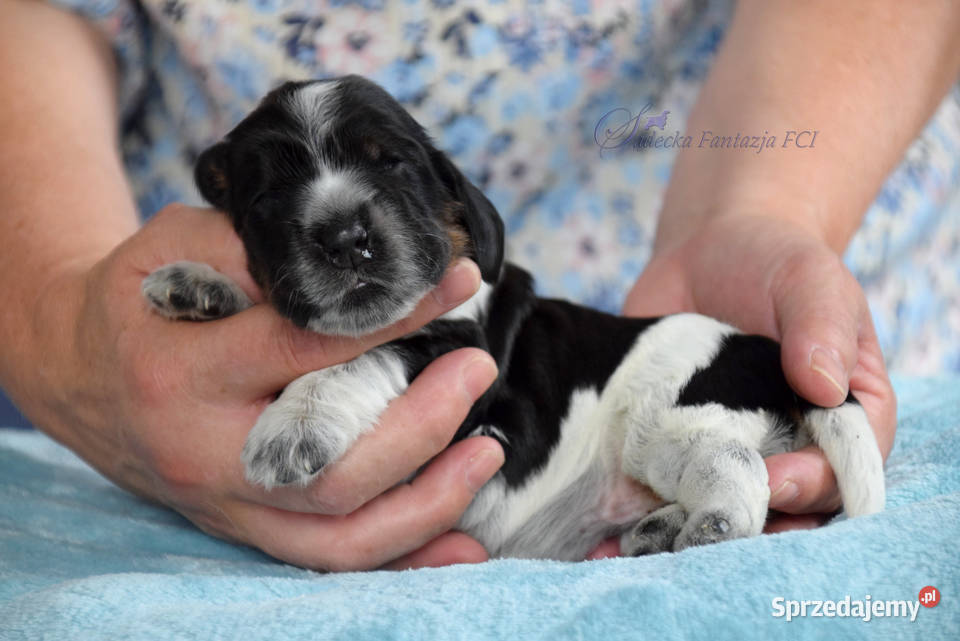 Cocker Spaniel Angielski szczenięta sprzedam