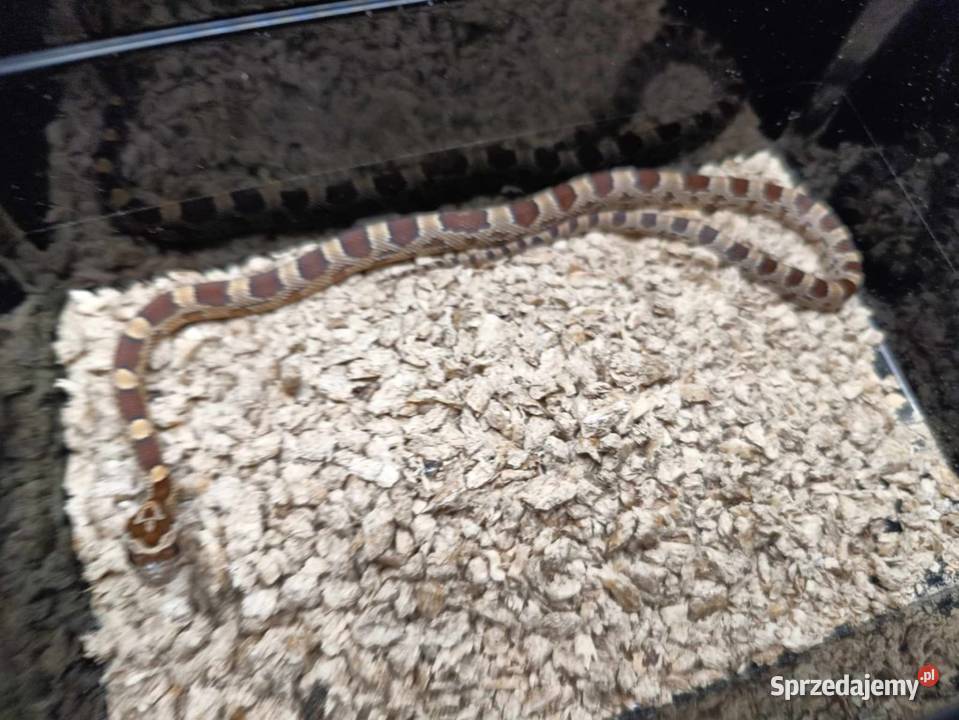 Wąż zbożowy różne odmiany genetyczne Jawor