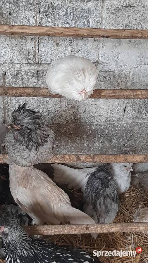 Kogutki czubatki miniaturowej padewskiej Zastawie