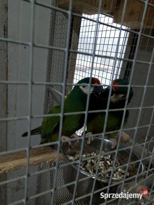 Ary marakany Ptaki Częstochowa sprzedam