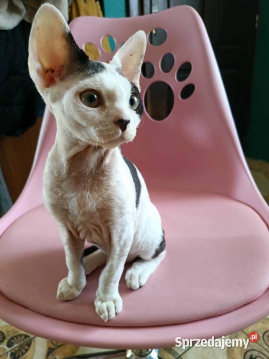 Devon rex kocurek Przysucha
