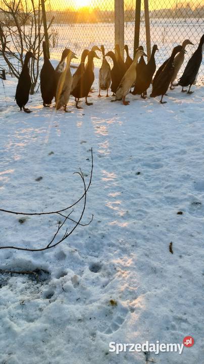 Kaczki i kaczory biegusy