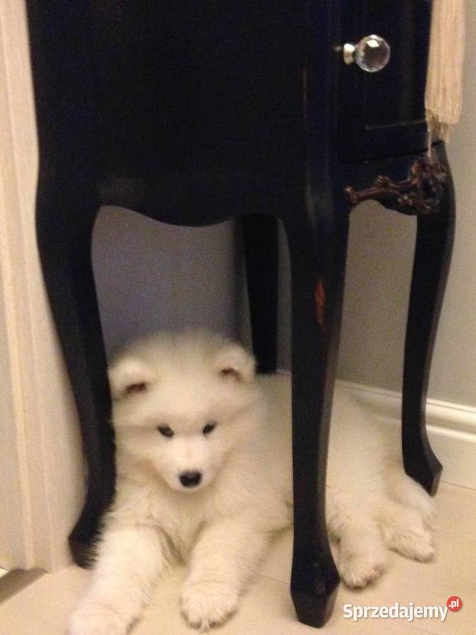 Sprzedam samoyeda szczenię sprzedam