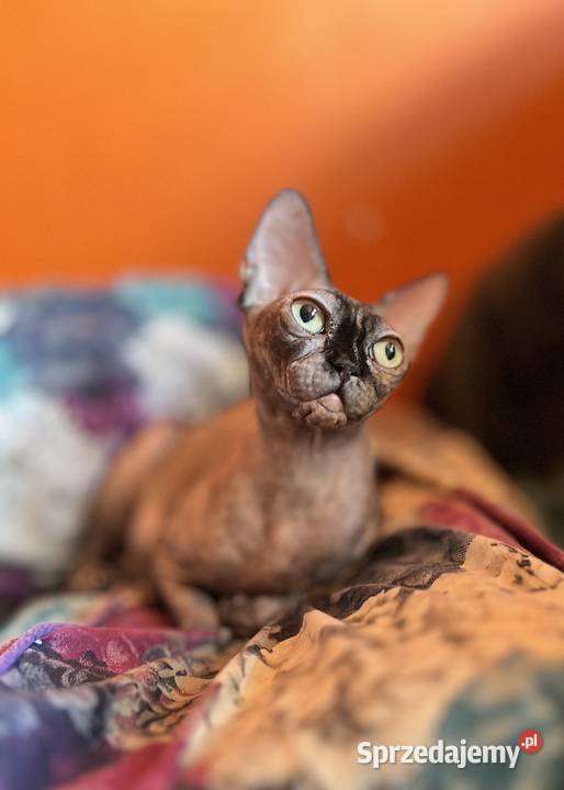 Czarny pręgowany Kocurek Płatna Adopcja Warszawa