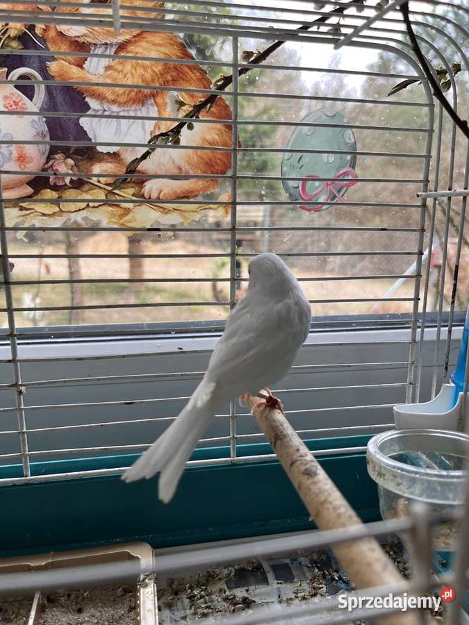 Sprzedam kanarki rosyjskie Zbychowo