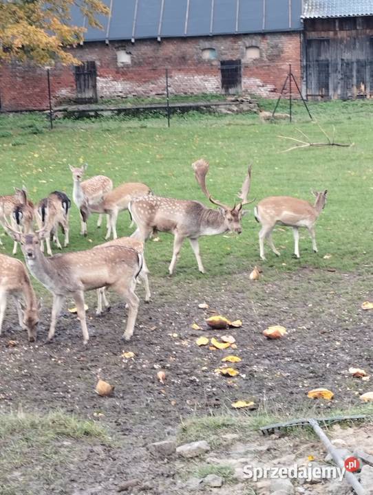 Sprzedam daniele Płużnica