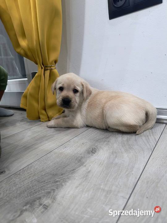 Labrador retriever Labrador