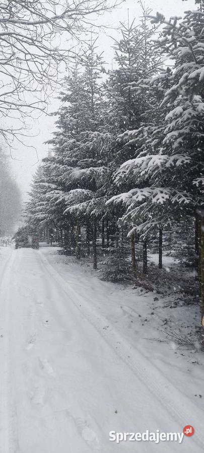 Stroisz jodłowy jodła pospolita gałęzie Osuchów