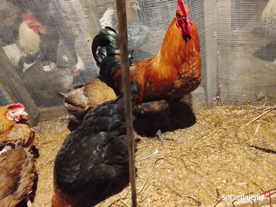 Kury rasy marans Brzeźno