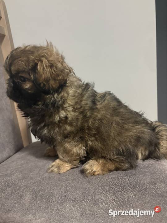 Suczka pekińczyk Lipsko