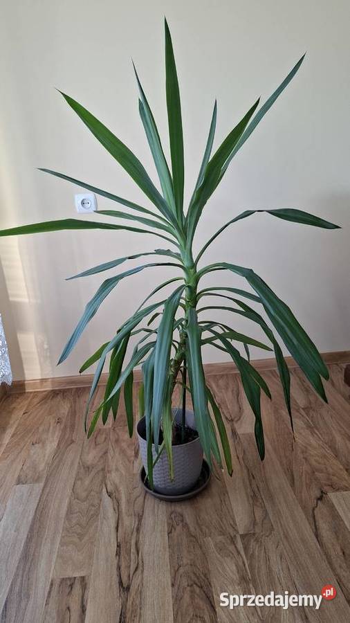 Juka yucca w doniczce 120m Zielone Gierałtowice