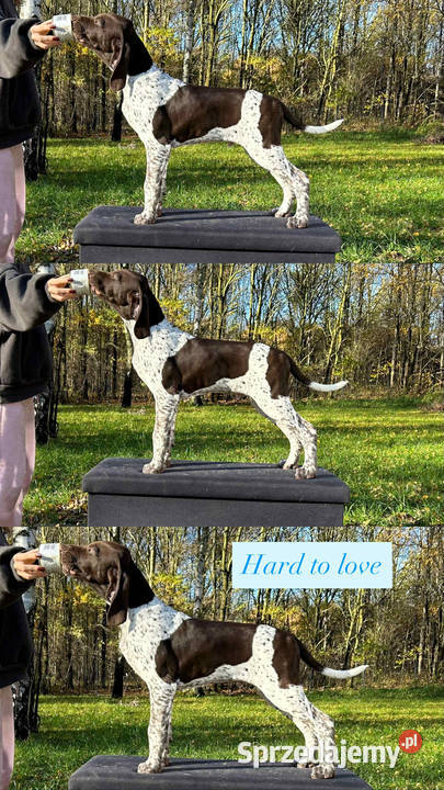 Wyżeł niemiecki krótkowłosy Łódź sprzedam