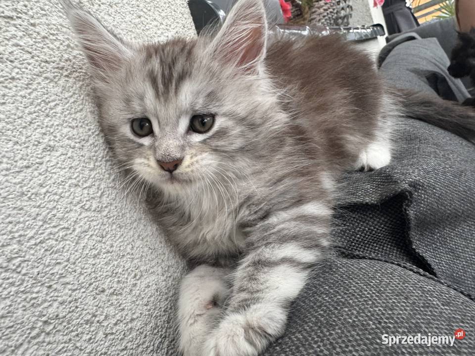Apollo kocurek Maine Coon Nowa Wieś Lęborska