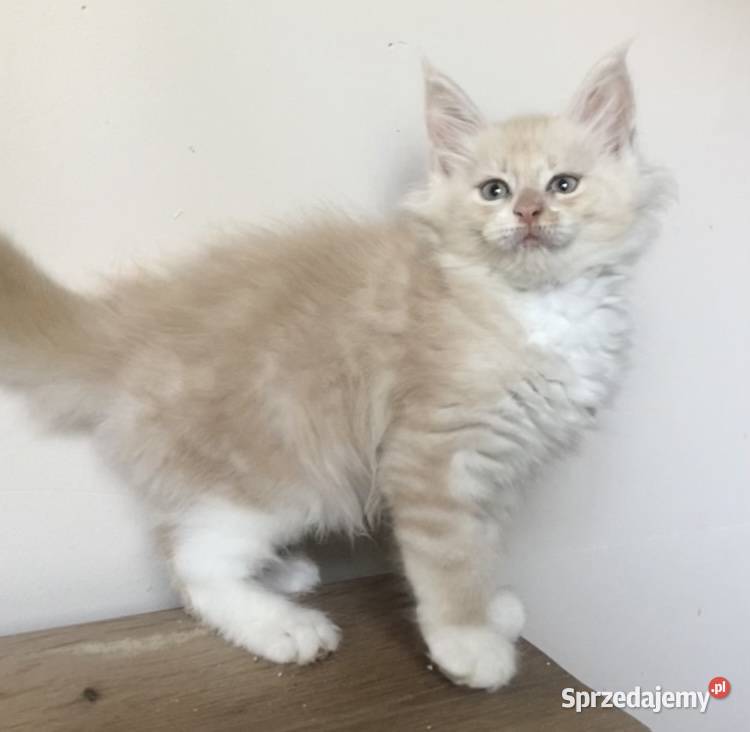 Maine Coon Śliczne kotki Wińsko