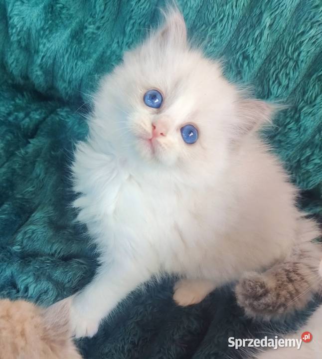 Kocurek Ragdoll podkarpackie Boguchwała