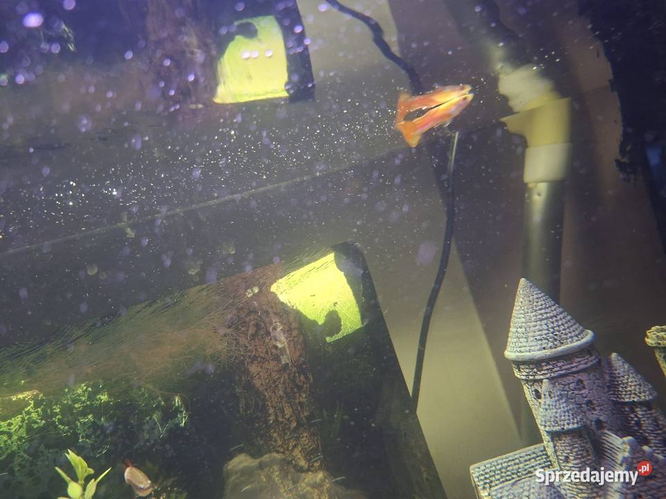Sprzedam akwarium Nowy Targ