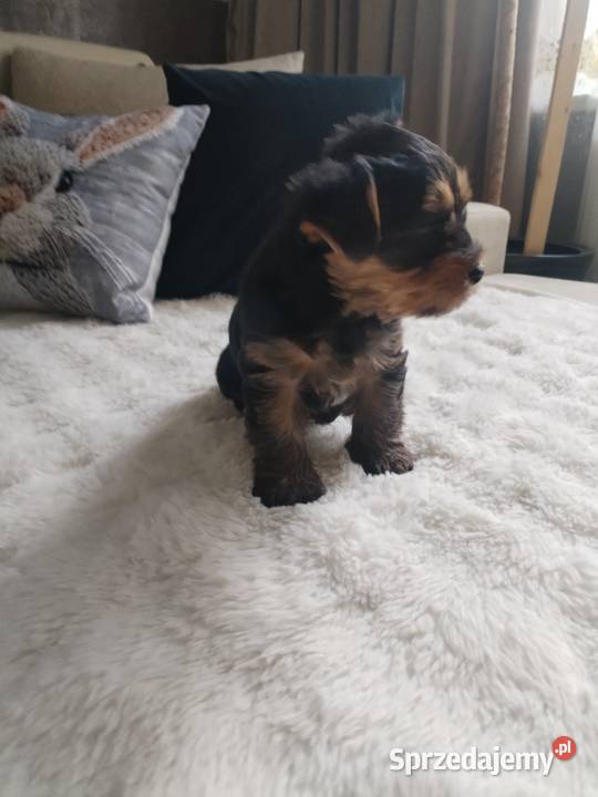 York terrier suczka Potoczek