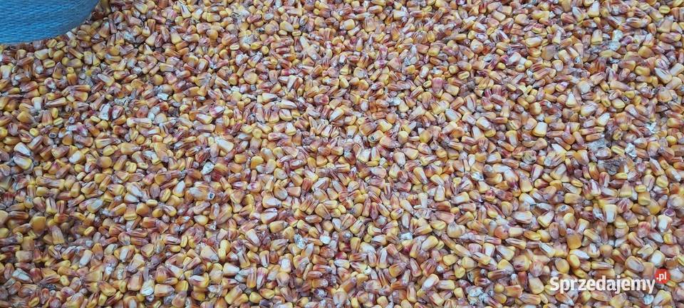 Kukurydz kombajnie Wojcieszyce