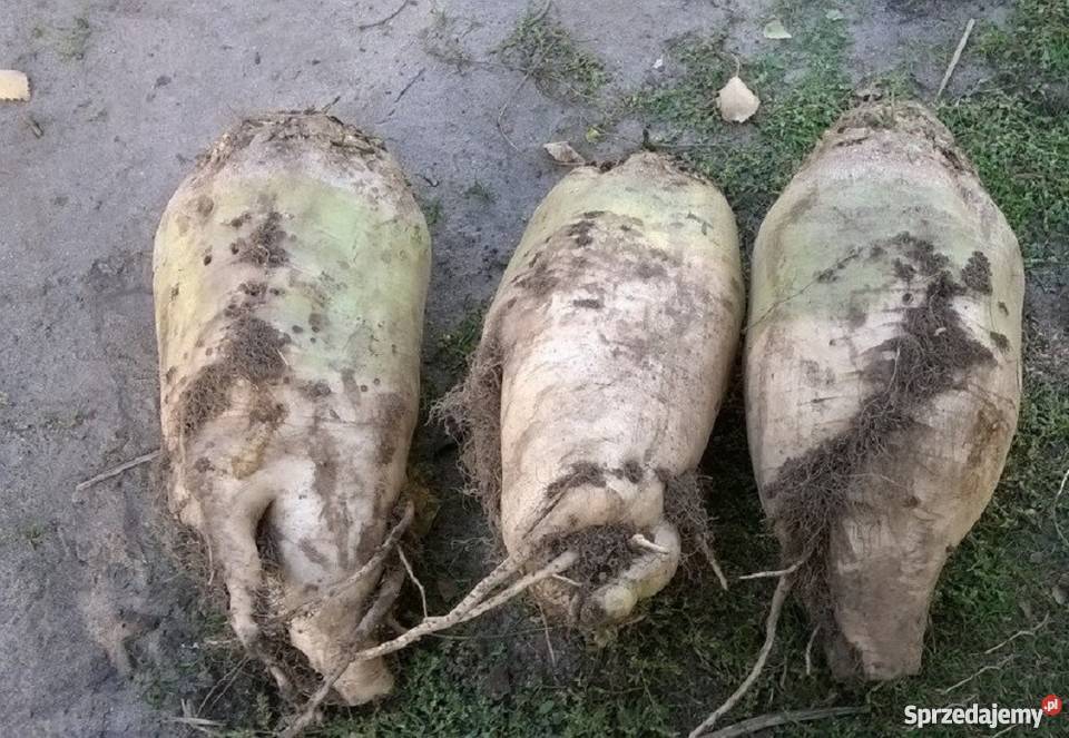 Buraki pastewne białe Ropczyce