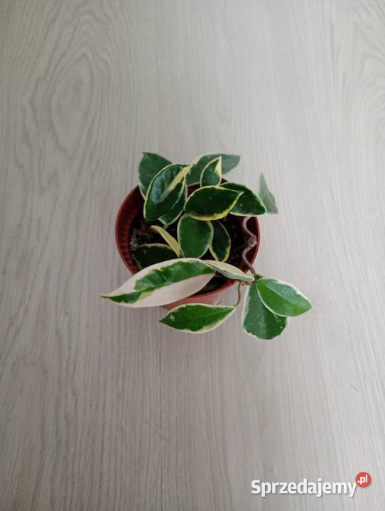 Hoya Carnosa Krimson Queen Częstochowa