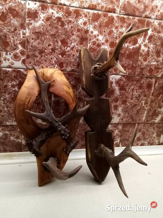 Wieszak z poroża Leżajsk sprzedam