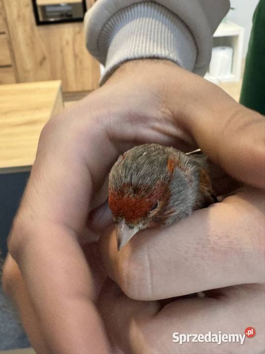 Kanarki Agat Czerwony Skała