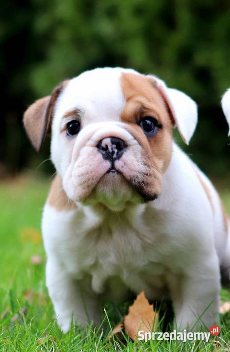 Buldog angielski ZKwP FCI śląskie Świerklany sprzedam